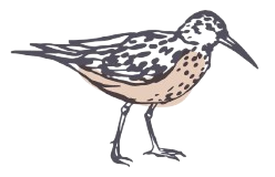 The Dunlin Johns Island The Dunlin Johns Island